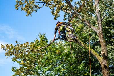 Tree Care Services Thumbnail